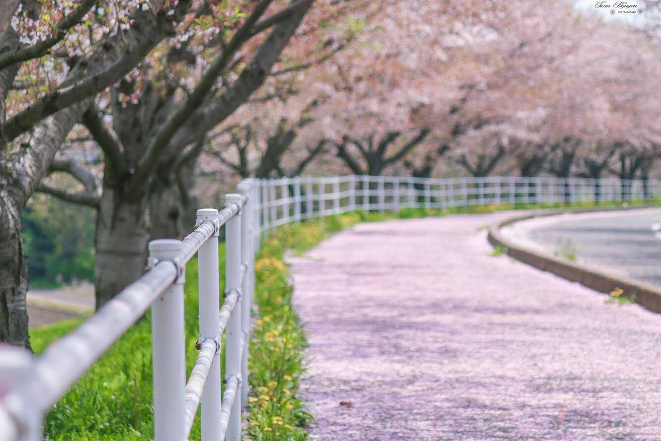 Khám phá Nhật Bản: Tìm hiểu lễ hội Hoa anh đào Hanami 